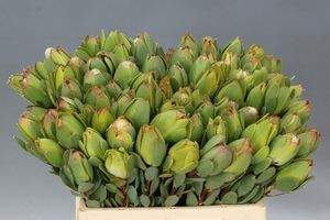 LEUCADENDRON INCA GOLD 50